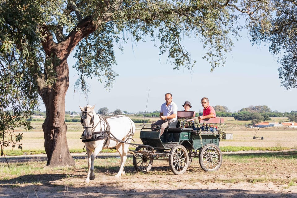 CARRIAGE Ride On The Beach (Rosário Beach) - The Value: Price, Duration, and Experience Quality