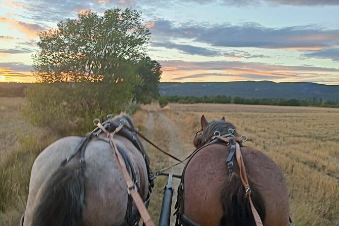 Carriage Rides in the Heart of the Luberon - Guest Reviews and Ratings