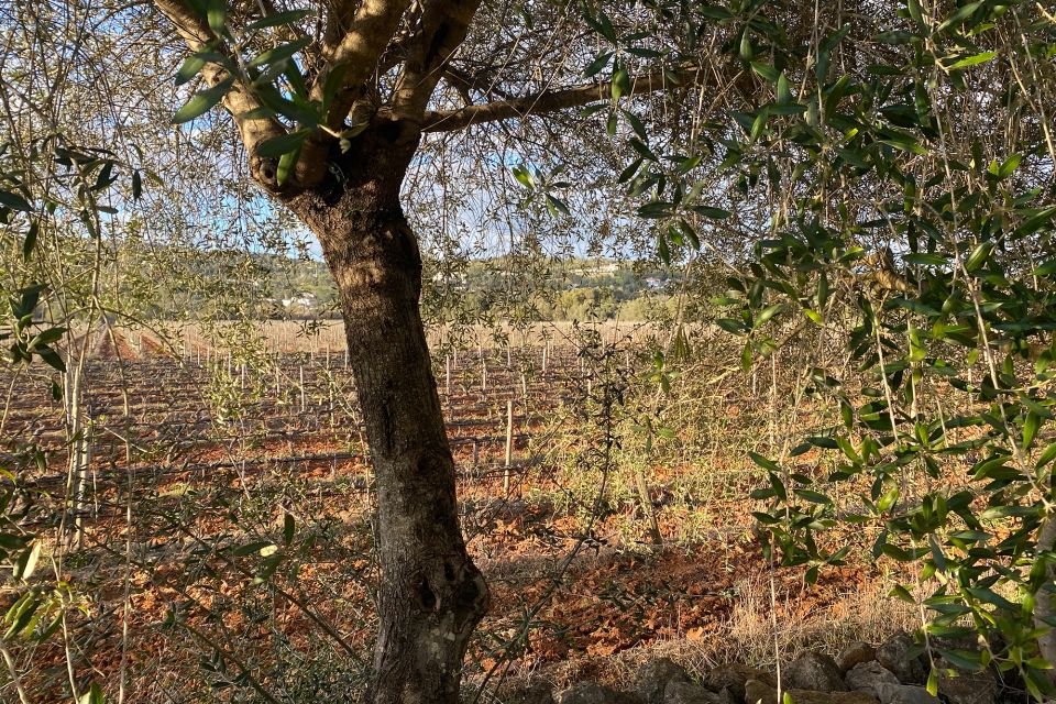 Carvoeiro: Algarve Food Tour in a Winery - Optional Pickup and Drop-off Service