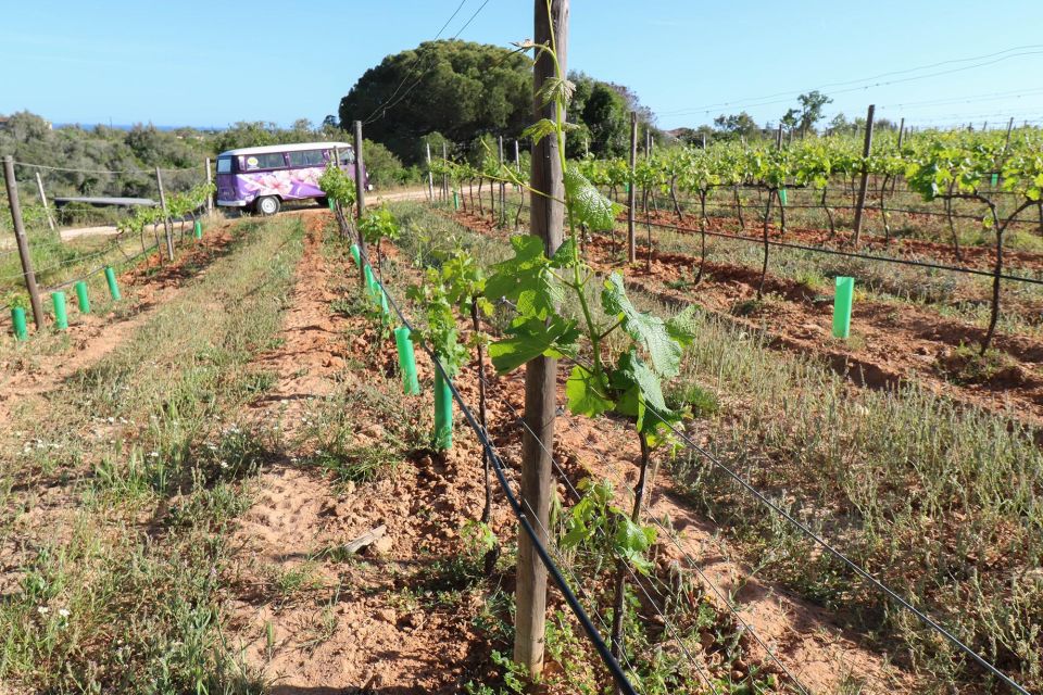 Carvoeiro and Portimão: Algarve Romantic Vineyard Picnic - Booking and Cancellation Policy