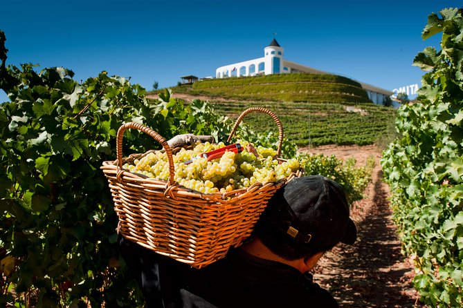 Casablanca Valley - Visit 4 Wineries Lunch Stop Tanino Restaurant - Wineries Included in the Tour