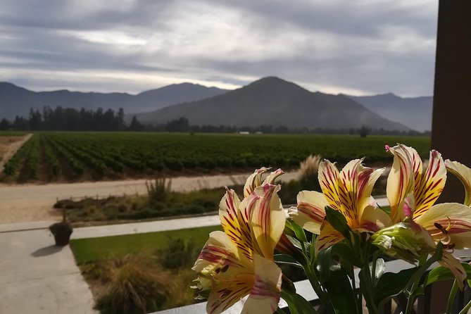 Casablanca Valley - Visit 4 Wineries Lunch Stop Tanino Restaurant - Accessibility Features