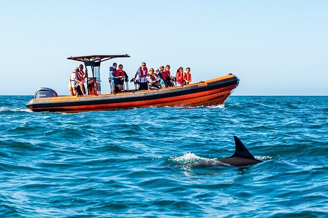 Cascais coast: Dolphin watching - Key Points
