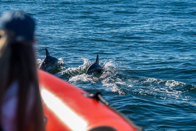 Cascais coast: Dolphin watching - Who Should Consider This Tour?