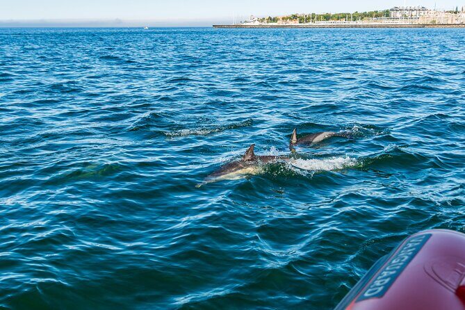 Cascais coast: Dolphin watching - The Sum Up: Is It Worth It?