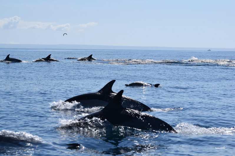 Cascais: Dolphin Watching Speedboat Tour - Key Points