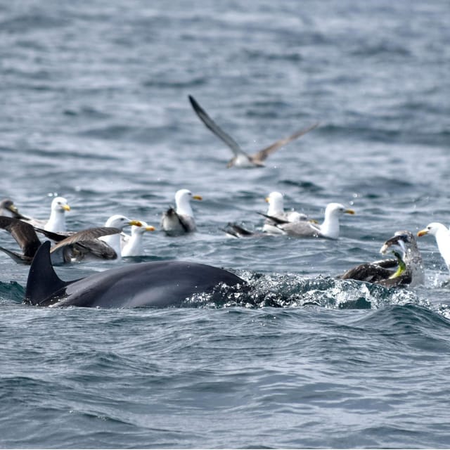 Cascais: Dolphin Watching Speedboat Tour - A Genuine Look at the Experience