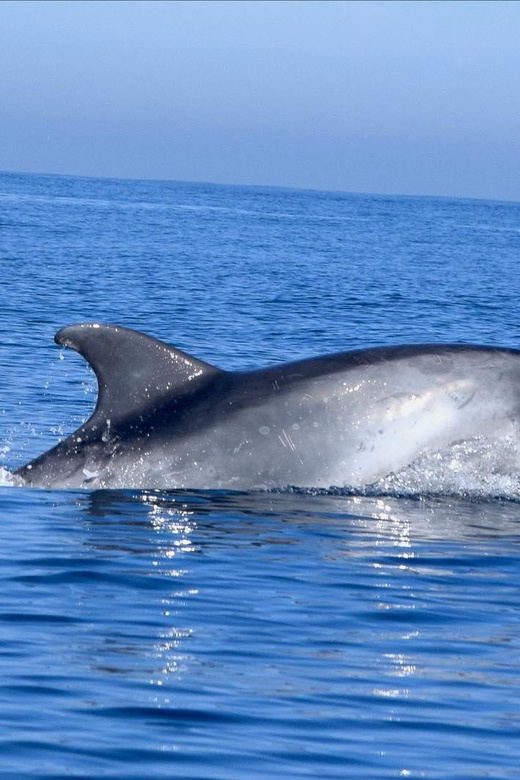 Cascais: Dolphin Watching Speedboat Tour - Who Should Consider This Tour?