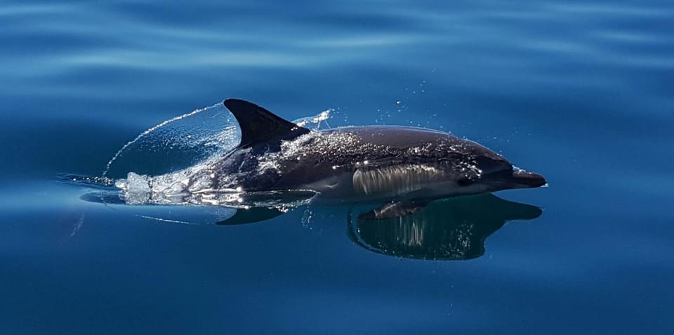Cascais: Dolphin Watching Speedboat Tour - Frequently Asked Questions