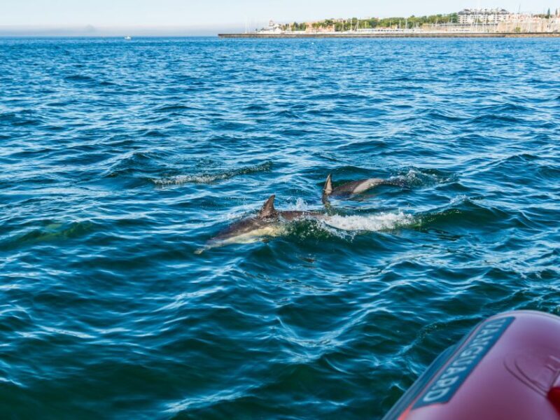 Cascais: Dolphin Watching Tour - Key Points