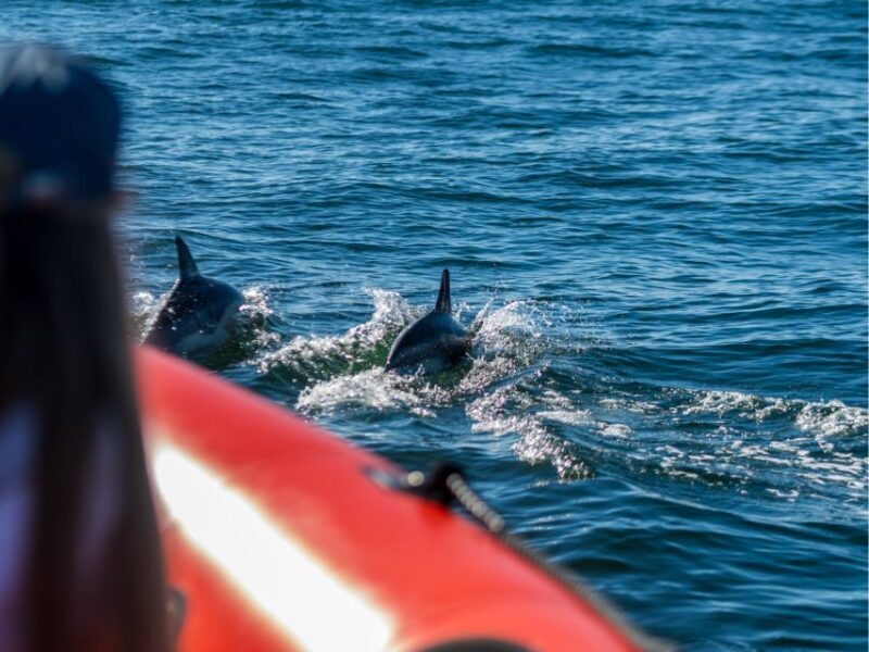 Cascais: Dolphin Watching Tour - The Practicalities: What to Know Before Booking