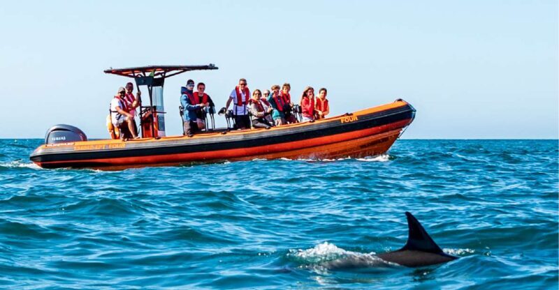 Cascais: Dolphin Watching Tour - FAQ