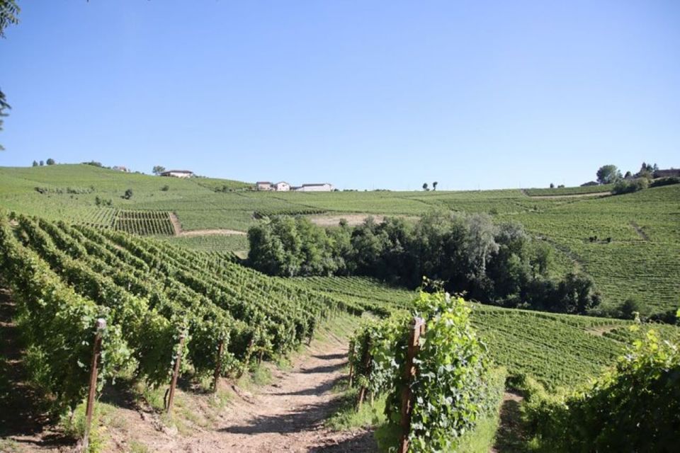 Castagnole Delle Lanze: Saffron Walking Tour W/ Wine & Food - Experience Highlights