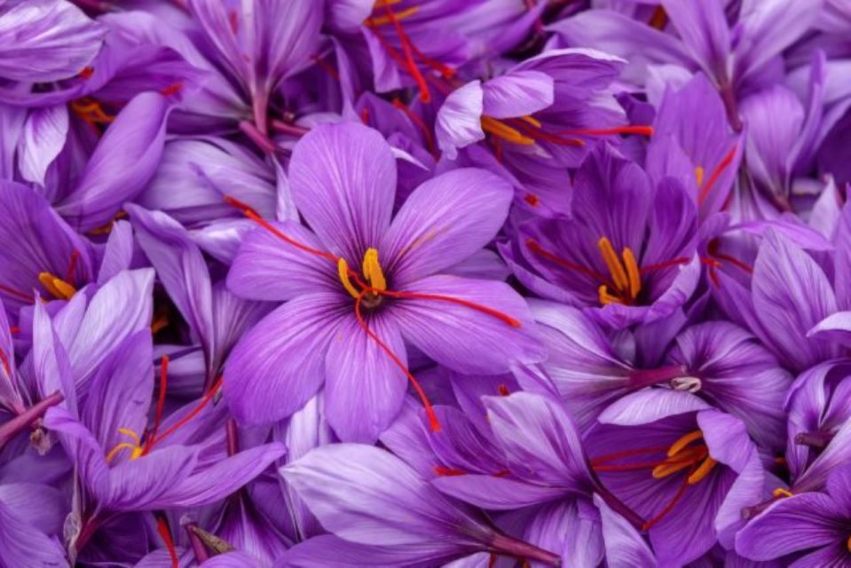 Castagnole Delle Lanze: Saffron Walking Tour W/ Wine & Food - The Saffron Significance