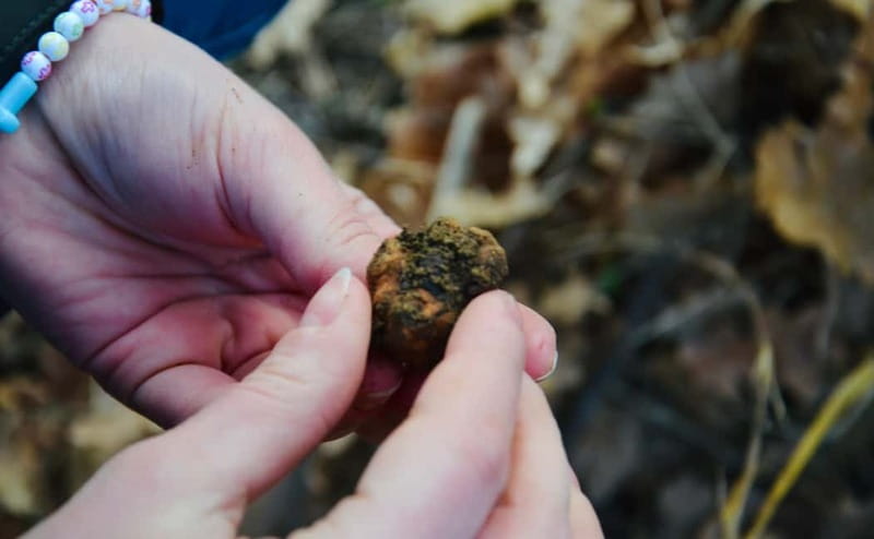 Castellina in Chianti: Truffle Search, Wine Tasting & Lunch - An In-Depth Look at the Experience