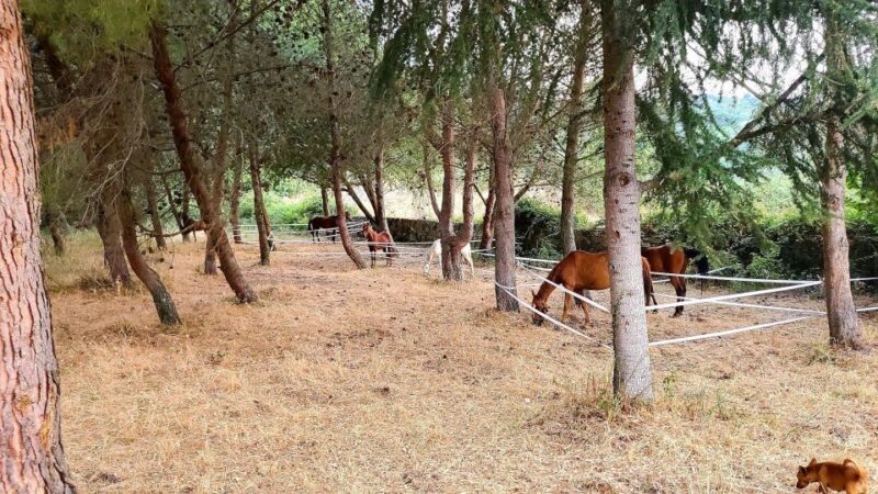 Castelsardo: horseback in Sedini - Final Thoughts