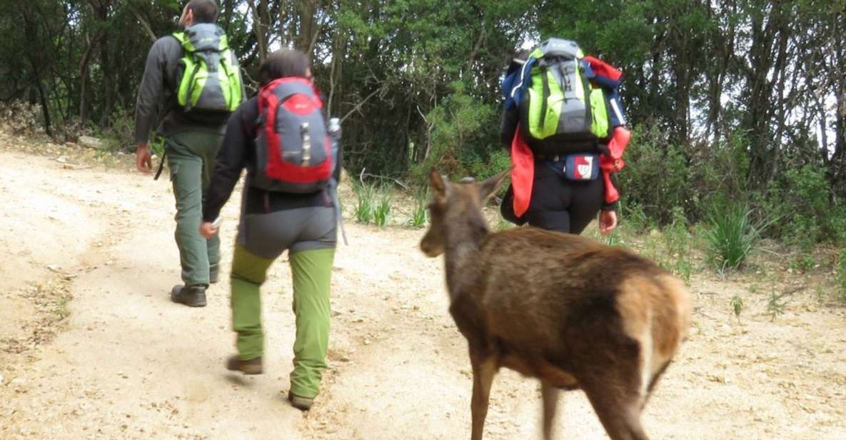 Castiadas: Sardinian Deer Forest Trek - Key Points