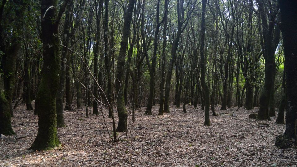 Castiadas: Sardinian Deer Forest Trek - Requirements for Participants
