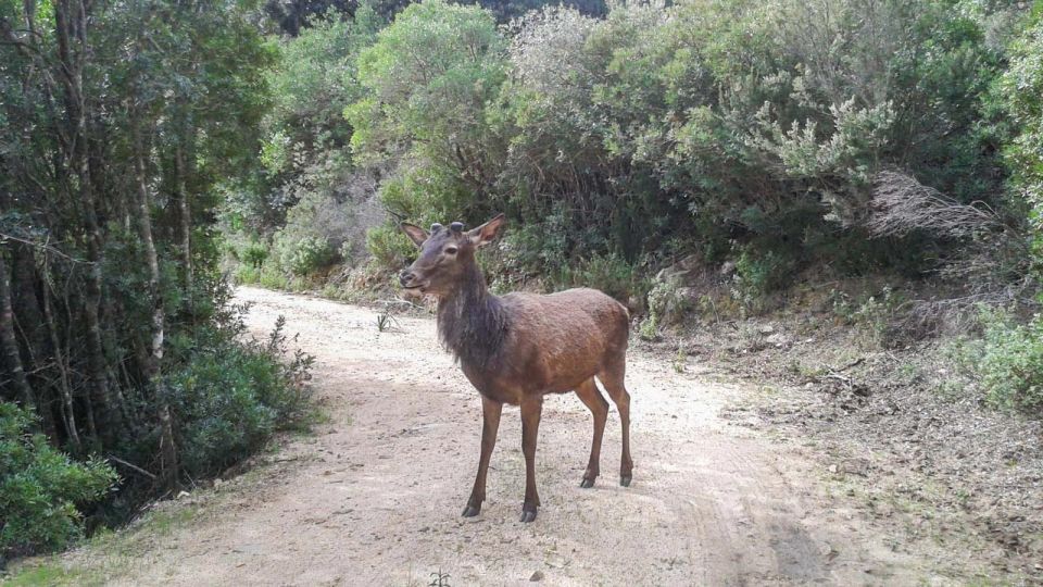 Castiadas: Sardinian Deer Forest Trek - Tips for a Successful Trek