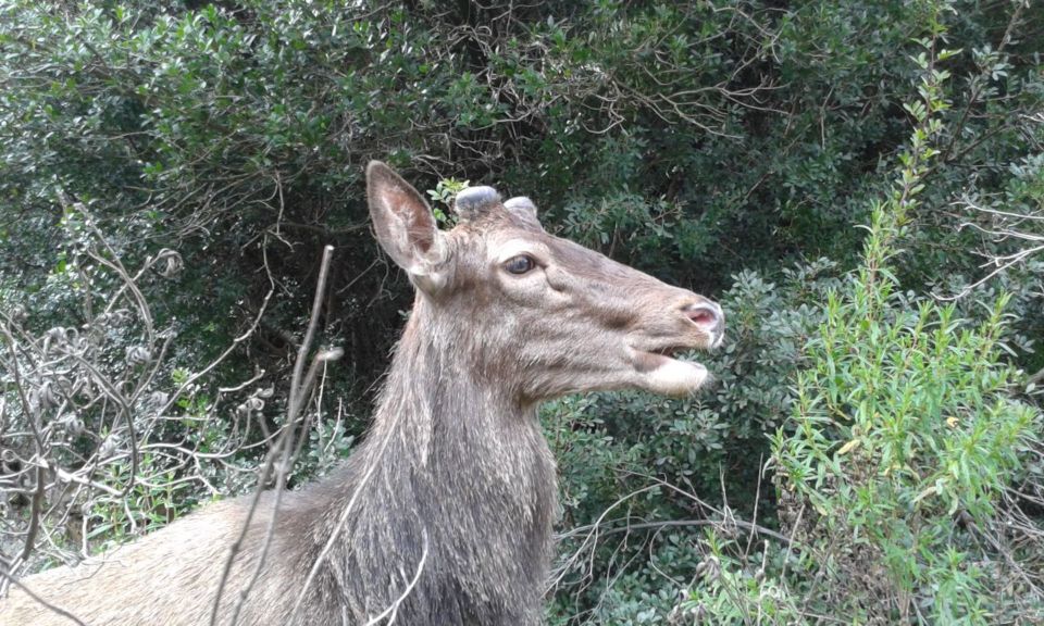 Castiadas: Trekking in the SACQUA Callenti Forest - Key Points