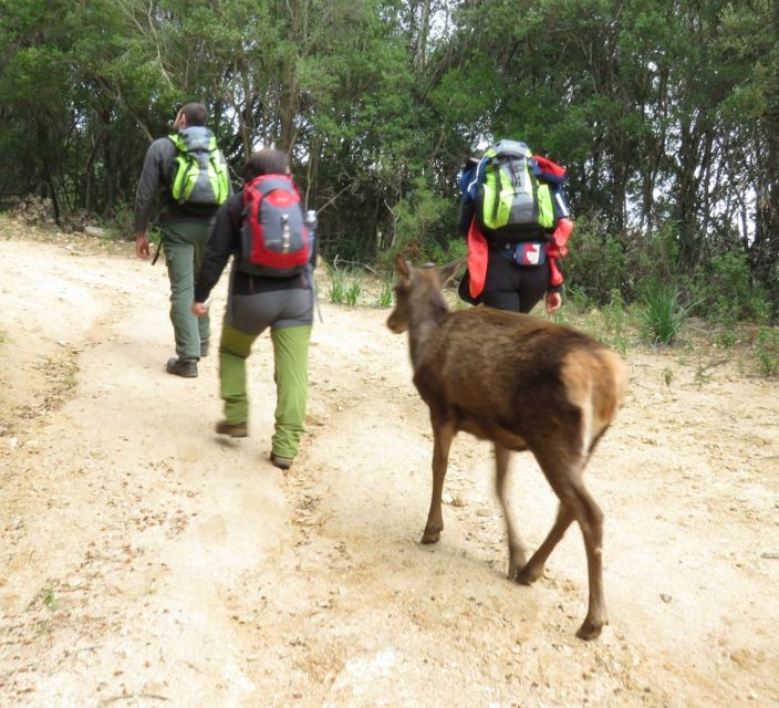 Castiadas: Trekking in the SACQUA Callenti Forest - About the Trekking Excursion