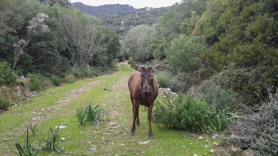 Castiadas: Trekking in the SACQUA Callenti Forest - Final Words