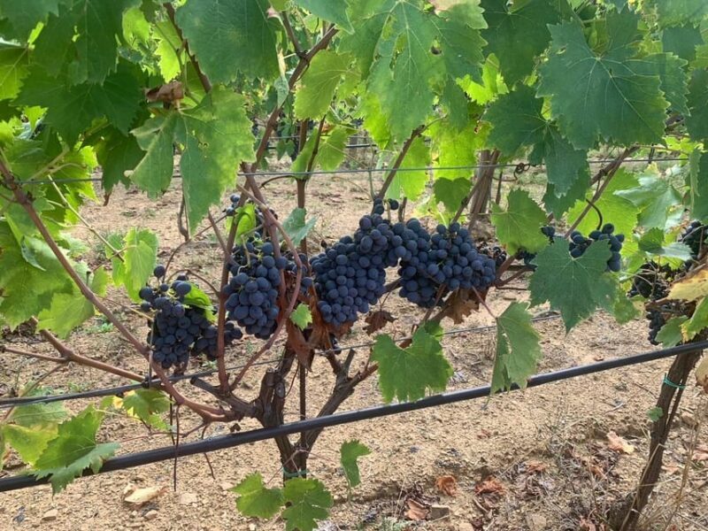 Castiglion Fiorentino: Wine Tasting With Guided Tour - Ask Away