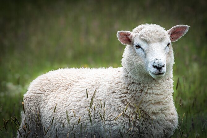 Castle, Coast & City Tour - 8 pax max - Castle Entrance Included - Smaills Beach and Highcliff Road: Coastal Beauty