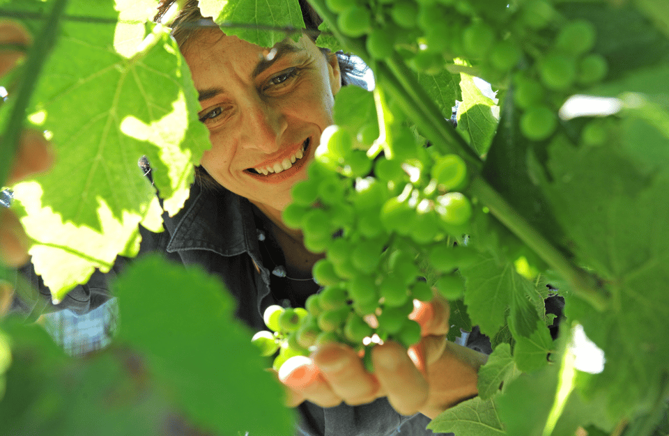 Castle Winery Tour & Tasting Near Lake Maggiore - Tour Overview and Pricing