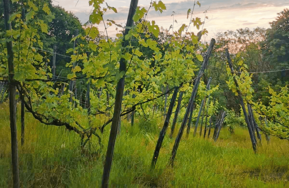 Castle Winery Tour & Tasting Near Lake Maggiore - Winery History and Background