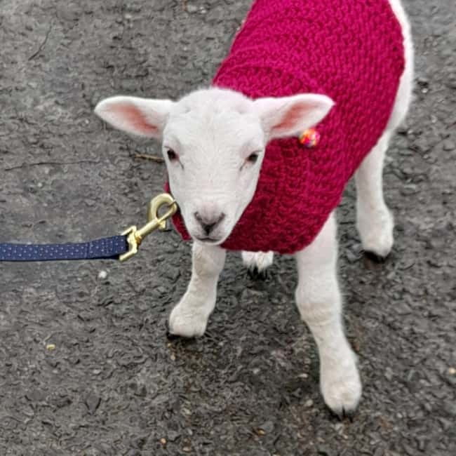 Castlegadddery: Murtagh's Organic Farm Guided Tour - Who Will Enjoy This Experience?
