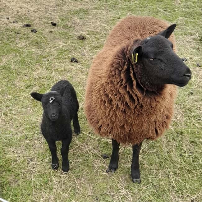 Castlegadddery: Murtagh's Organic Farm Guided Tour - Value and Cost