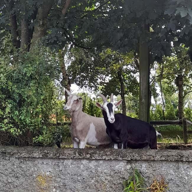 Castlegaddery: Murtagh's Organic Farm Entry Ticket - An In-Depth Look at Murtagh’s Organic Farm