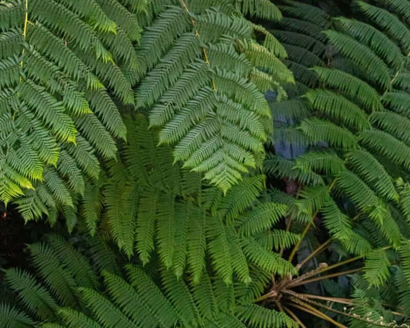 Castries St Lucia: Guided Rainforest Hike  Jacquot Trail - The Sum Up: Who Should Consider This Hike?