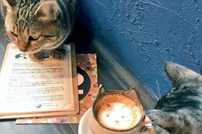 Cat Cafe & Bar Private Tour in Yanaka & Yushima - Cancellation and Reviews
