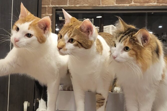 Cat Cafe & Bar Private Tour in Yanaka & Yushima - Exploring Yushima