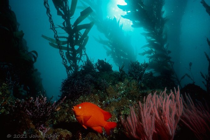 Catalina Island All Inclusive Sightseeing Tour Review - Final Verdict On This Stay