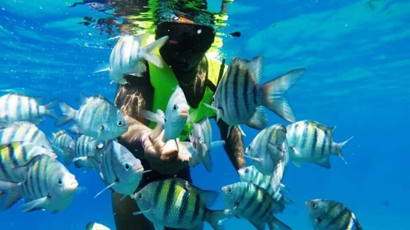 Catalina Island: Day Trip - Best Snorkeling! - The Sum Up: Who Will Love This Tour?
