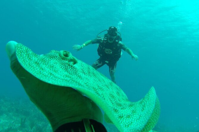Catalina Island Diving - Discovering the Beauty of Catalina Island