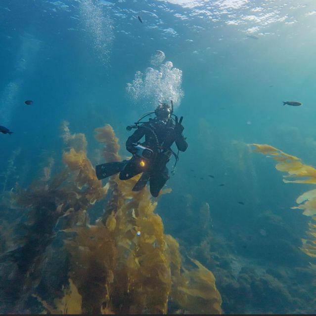 Catalina Island Diving From Punta Cana - Key Points