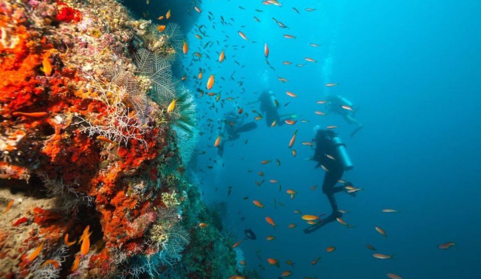 Catalina Island Diving From Punta Cana - Diving Sites on the Island