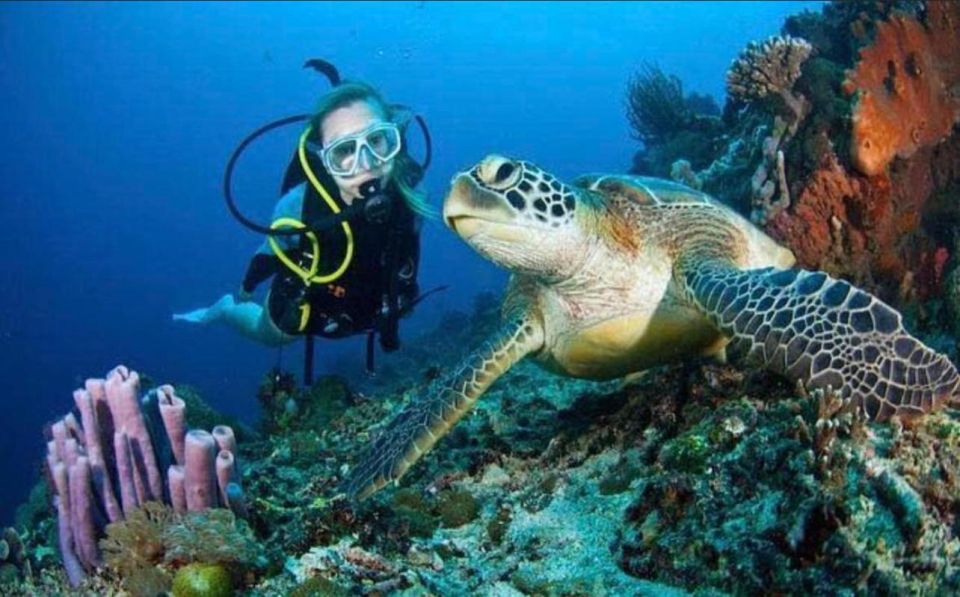 Catalina Island Diving From Punta Cana - Detailed Diving Excursion Itinerary