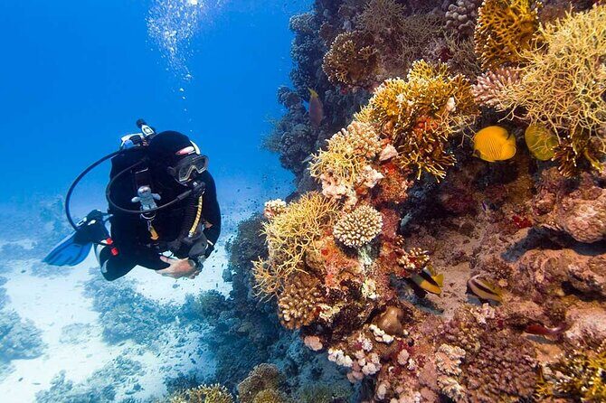 Catalina Island Diving Tour - An In-Depth Look at the Catalina Island Diving Tour