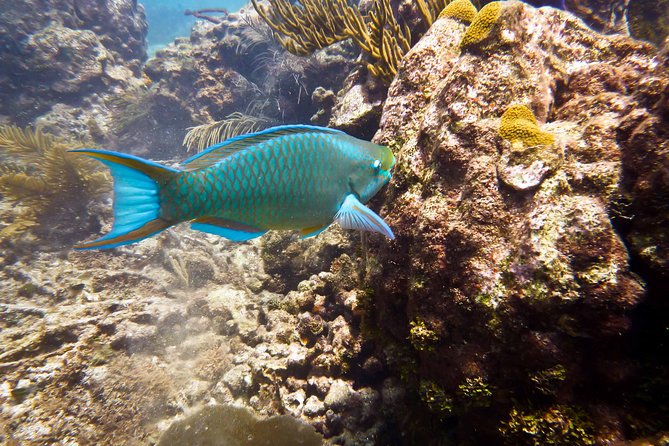 Catalina Island Scuba Diving - Amazing Full Day Tour! - Tour Highlights