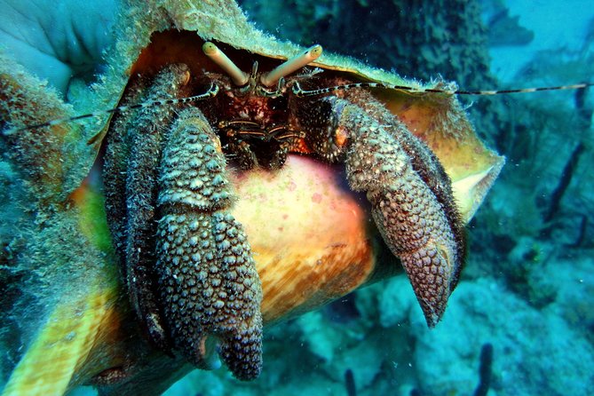 Catalina Island Scuba Diving - Amazing Full Day Tour! - Negative Feedback