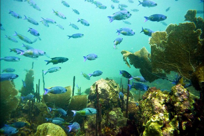 Catalina Island Scuba Diving - Amazing Full Day Tour! - Frequently Asked Questions