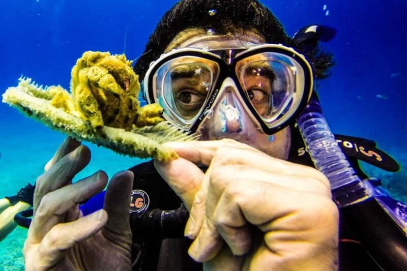 Catalina Island Scuba Diving Tour from Punta Cana - Key Points