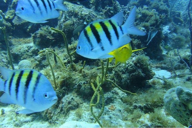Catalina Island With Snorkel - Tour Overview