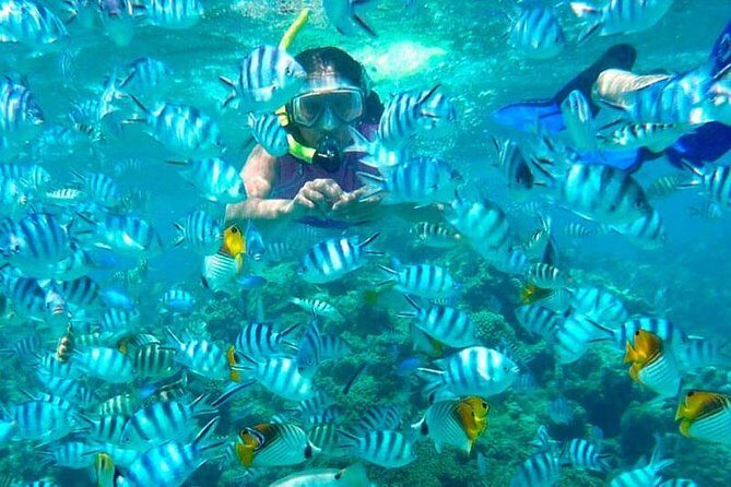 Catamaran Catalina Island Day Trip with Lunch - The Sum Up: Who Will Love This Tour?