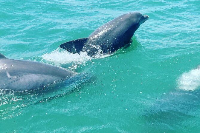 Catamaran Dolphin Cruise in Myrtle Beach with Barrier Island Stop - A Detailed Look at the Myrtle Beach Catamaran Dolphin Cruise